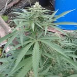 Randy  Gardener - @randygardener3 - Instagram