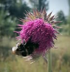 Randy Garden - Facebook
