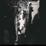 Randy Gerard - @aloha_ranger - Instagram