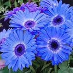 @gerbera.trandy - Instagram