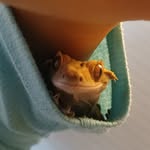 Randall the crested gecko - @rand.om_pics_ - Instagram