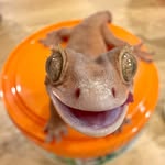 Randall the gecko - @_randall_the_gecko - Instagram