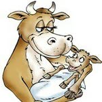 Randy Goode - @goode_cattle - Instagram