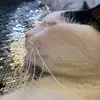 Randy Goode - @randyjr313 - TikTok