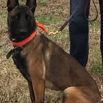Vasthoudend Malinois - @randyguffeyi2 - Instagram