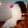 randyhavens337 - @randyhavens337 - TikTok