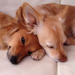 Brandy Coco - @martinahensel.brandy - Instagram