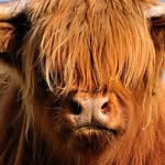 Randy Higley - @highlandhigley - Instagram