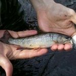 Randy J Hilliker - @fat_bluegill - Instagram
