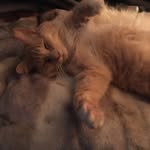 Randy Hodges - @rrhodges2018 - Instagram