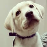 Randy Jackman - @rljackmam - Instagram