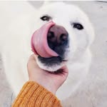 randy jared the japanese akita - @mrrandyjared - Instagram