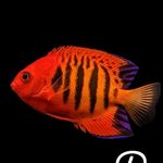 Randy Jensen - @onlyfish_mn - Instagram