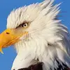 randyjensen809 - @randyjensen809 - TikTok