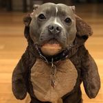 Randy Joe Taylor (Pitbull Socute) - @dogpitbullsocute - Instagram