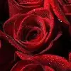 Randy Joseph - @randy.joseph0 - TikTok