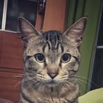 Randy & Joy - @randy_the_mad_cat - Instagram
