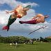 Randy the kite man - Facebook