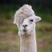 Randy Kline - Facebook