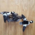 Randy - @randykuntztaxidermy - Instagram