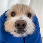 내 이름은 랜디 ! 멈멍이야 🐶 - @randyland_ - Instagram