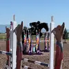 Randy Lander - @eventing406 - TikTok
