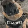 Randy - @randy_leo0 - TikTok