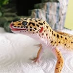 Randall The Leopard Gecko - @geckorandall - Instagram