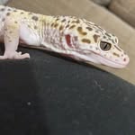 @randy_leopardgekko - Instagram