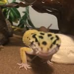 Randy - @therealrandytheleopardgecko - Instagram