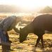 With a Little Help From My Friends- Randy Lewis of Ran-Lew Dairy - Facebook