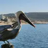 RandyBabbitt - @randybabbitt - TikTok
