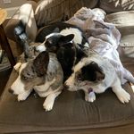 Randy and mabel - @randy_mabel_and_scout - Instagram