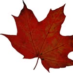 Randy Clarke - @randy.maplecountry - Instagram