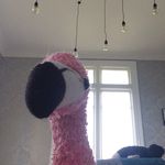 Randy Markos Flamingo - @randymarkos8802 - Instagram