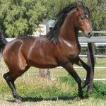 Randy Master - @randy_the_stallion2 - Instagram
