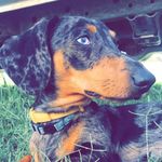 Randy, Mavis & Daphne Purnell - @the_rowdy_dachshunds - Instagram
