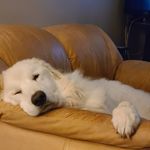 Randy Maynard - @ransx77 - Instagram