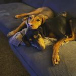 Randi McInnis - @ourdogarlo - Instagram