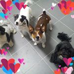 Randy McLeod - @isapigs - Instagram