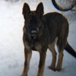 Randy Mecham - @brandedstalion - Instagram