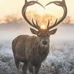 Randy Mortensen - @rlmortensen89 - Instagram