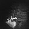 randymcneeley1 - @randymcneeley1 - TikTok