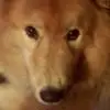 Wolf - @randywolfnulph - TikTok