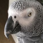 Randy Oberlander - @arden_66leif - Instagram