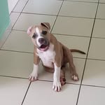 Randy Pitt bull - @randydogpr - Instagram