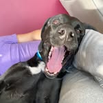 Randy Ma - @randy_thelabpointer - Instagram