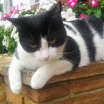 Penny Randy Purser - @petalsandblumes - Instagram