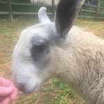 Randy and Rainey Pritchard - @regalbluesheep - Instagram