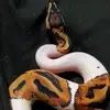 Randy Reid - @user962172515 - TikTok